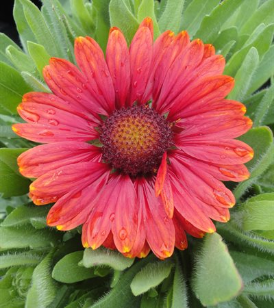 Blanket Flower Arizona Red Shades
